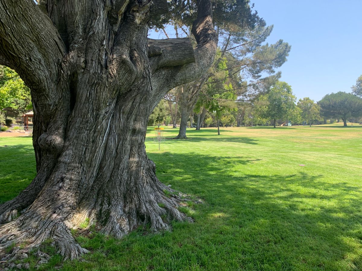 Huge Cypress Trees Make For Beautiful Fairways