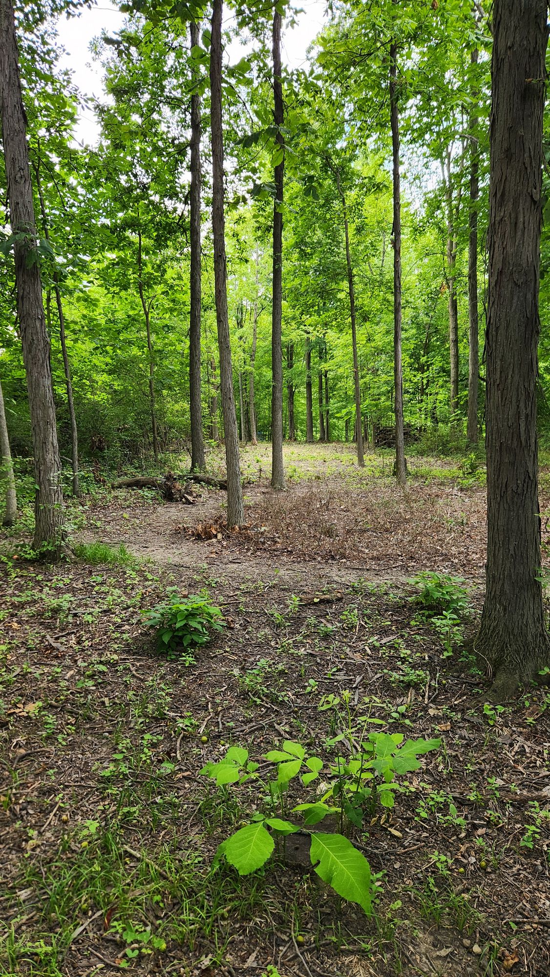 Hole 4 view from tee