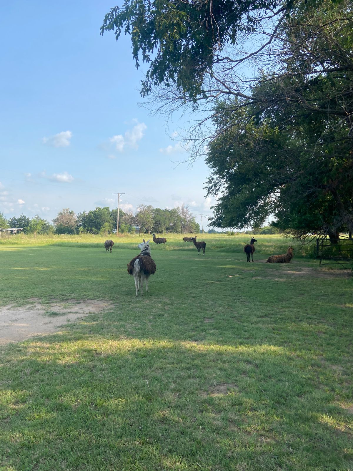 Resident llamas