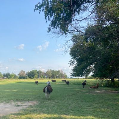 Resident llamas