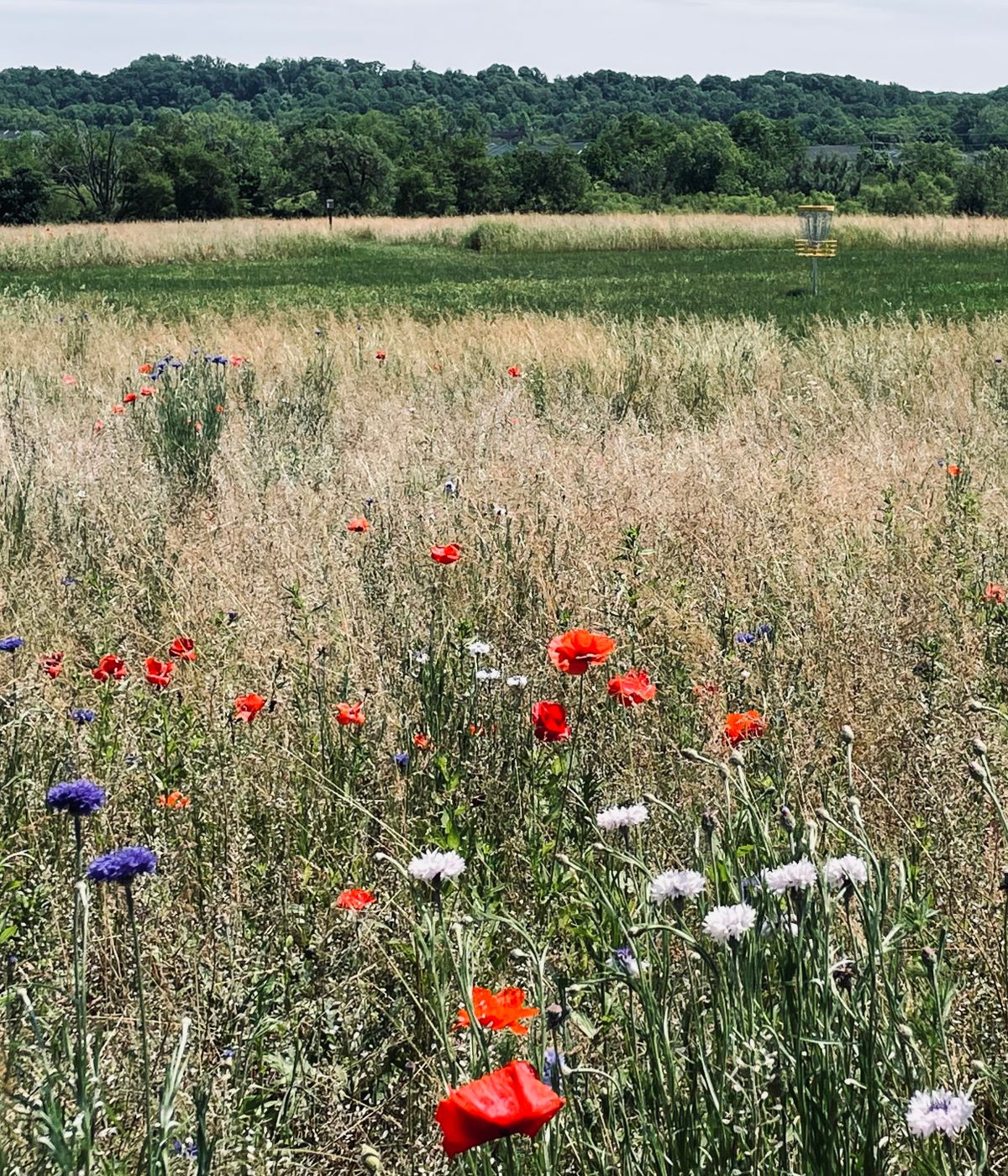 Hole 7 wildflower meadows blooming beautiful