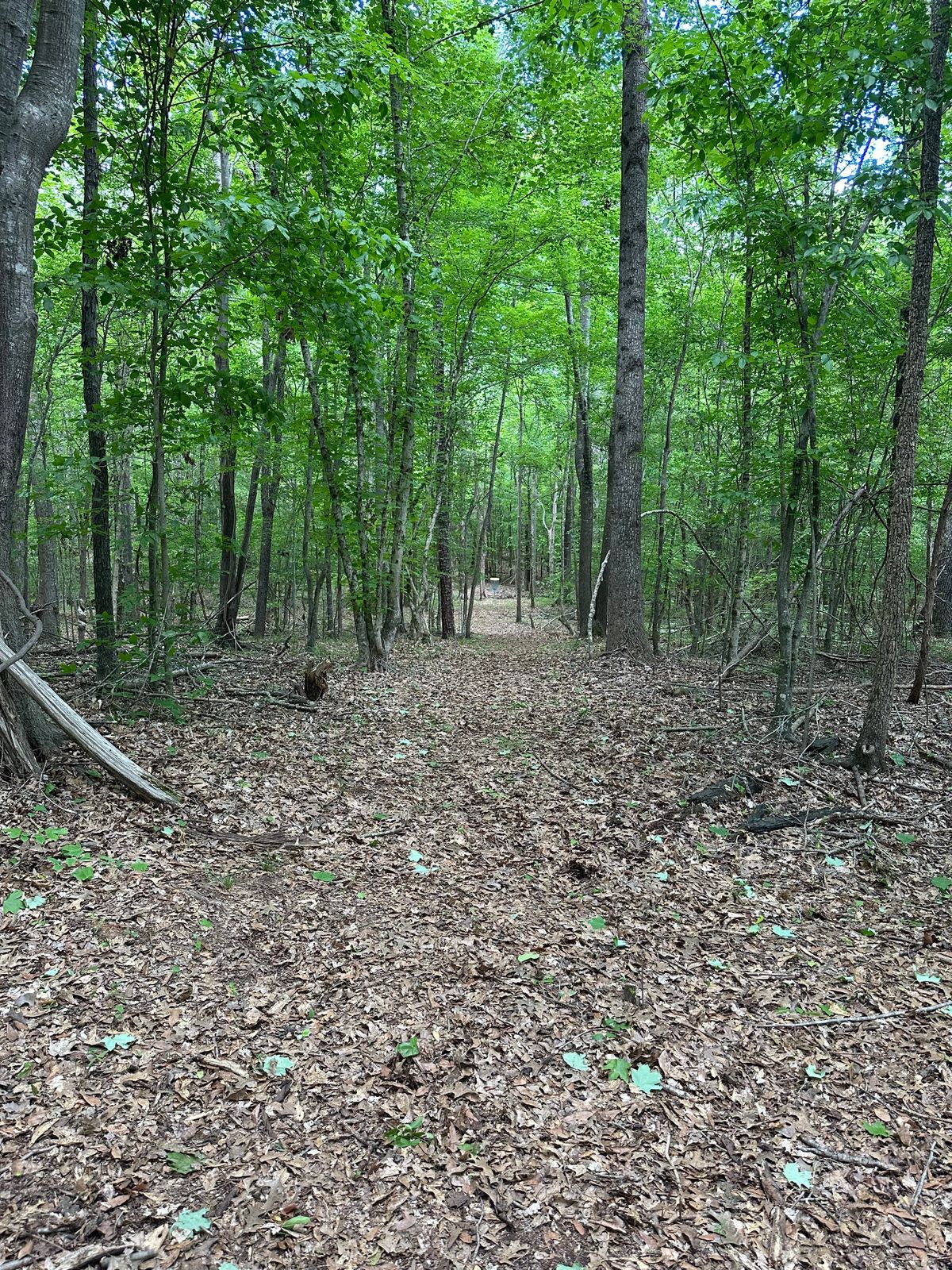 Hole 5 tee