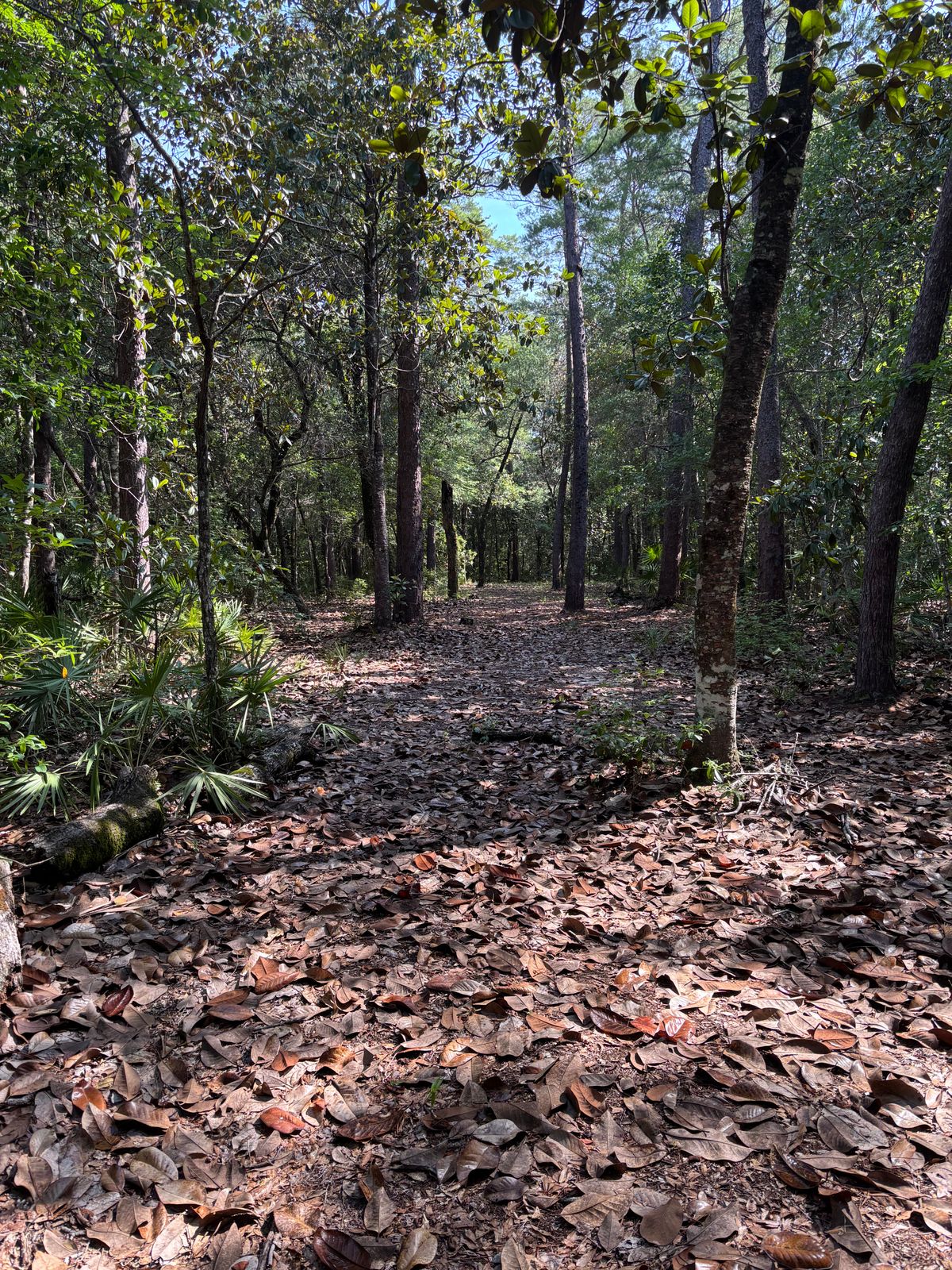 Typical wooded shot