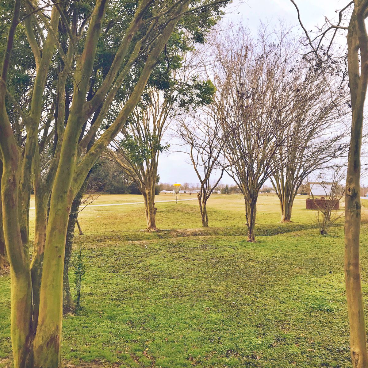 Magnolia tree tunnel: Hole 11. Picture taken from the tee box.