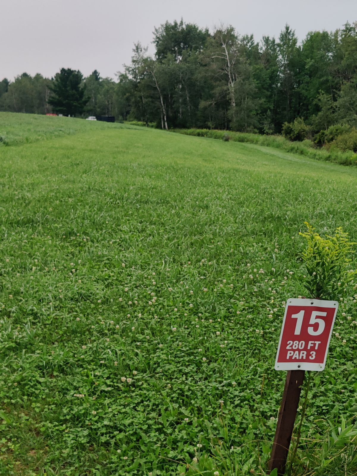 Tee 15