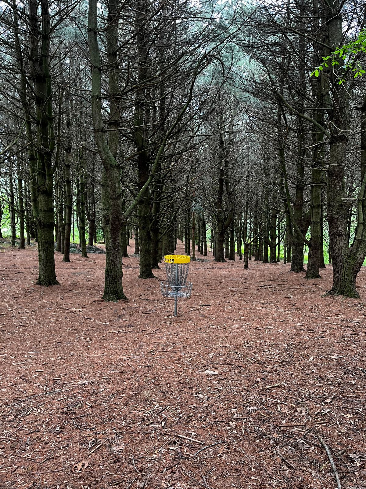 Hole 16 yellow green