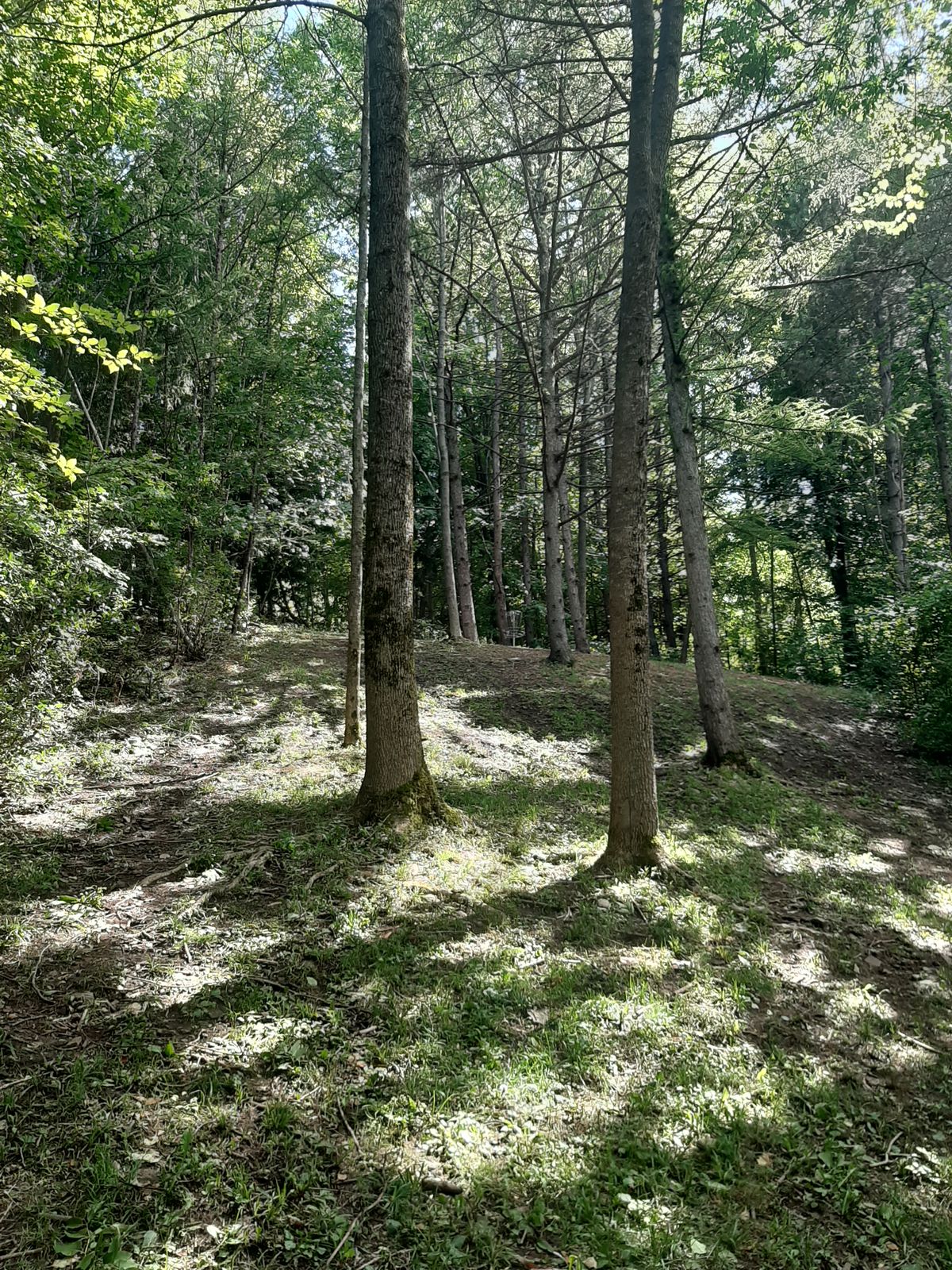 Look at all those trees!