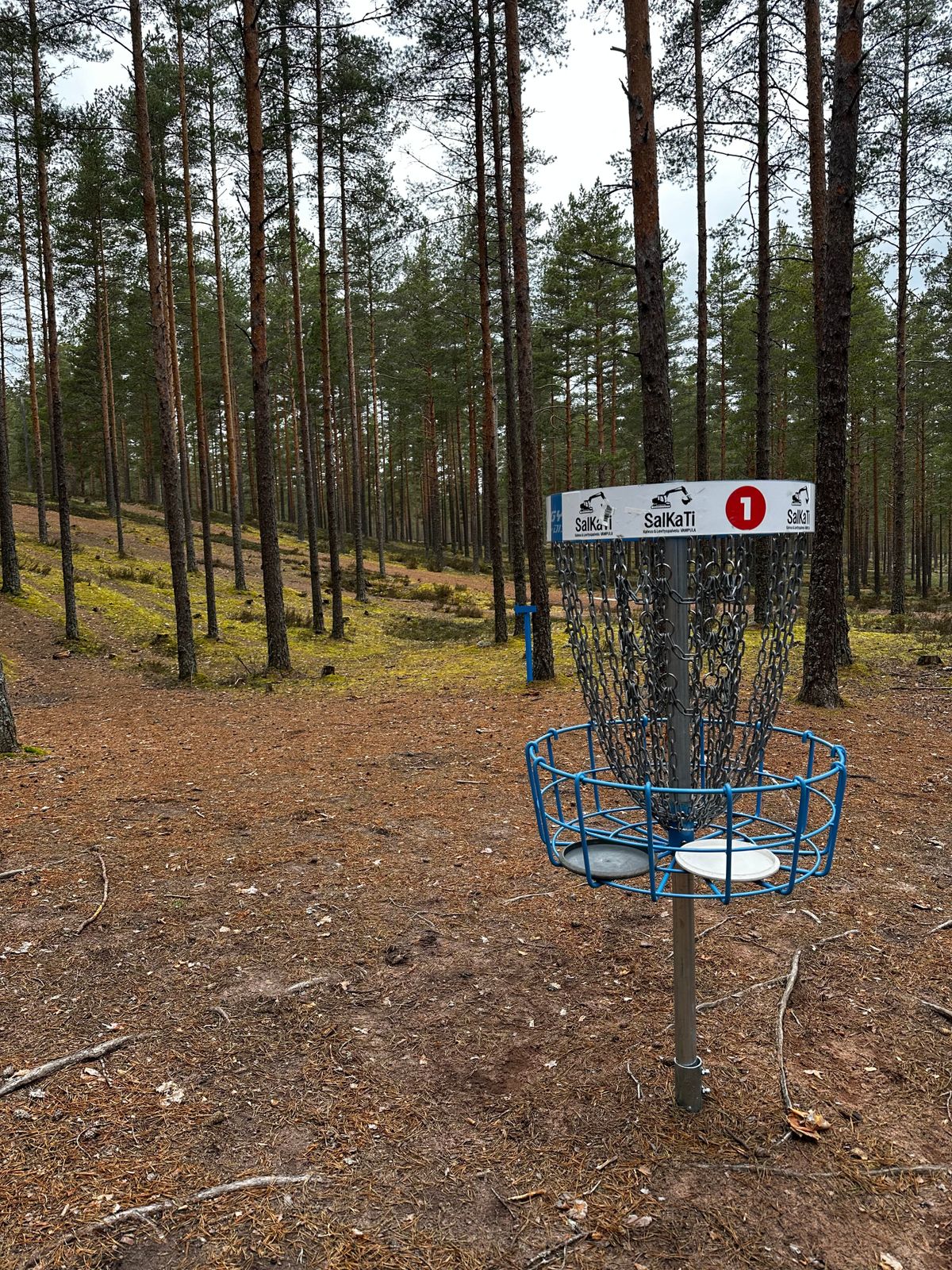 Sinisen layoutin  1 kori