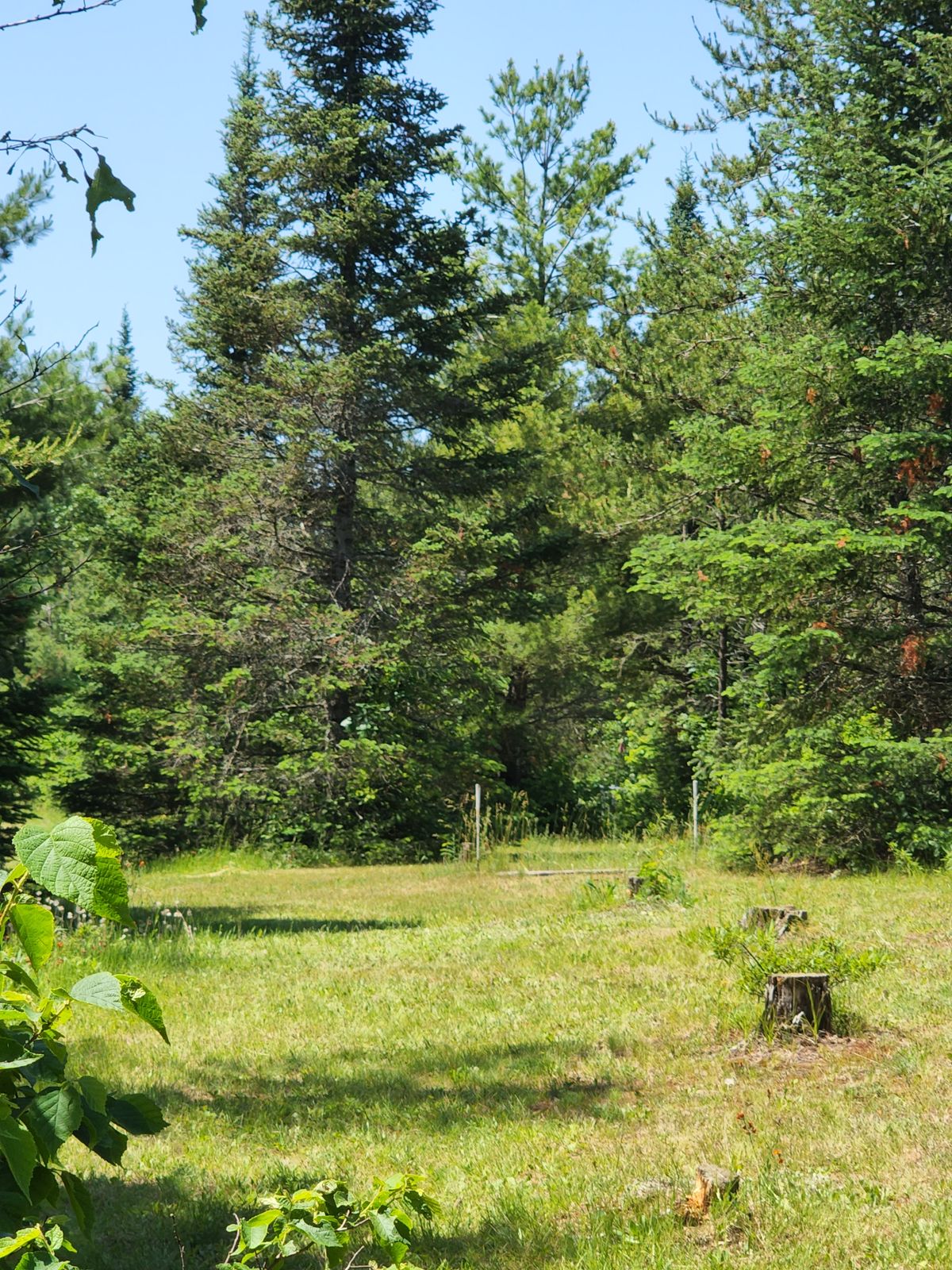 Hole 8 Close-Up ◇ Pin right side of Pine