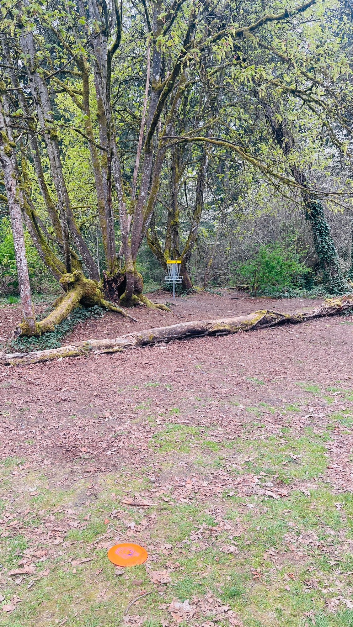 Hole 3 basket