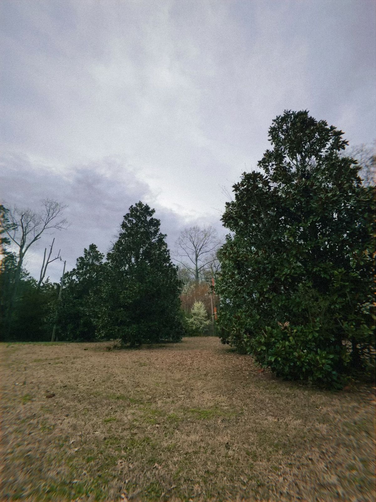 Hole 4 fairway magnolias