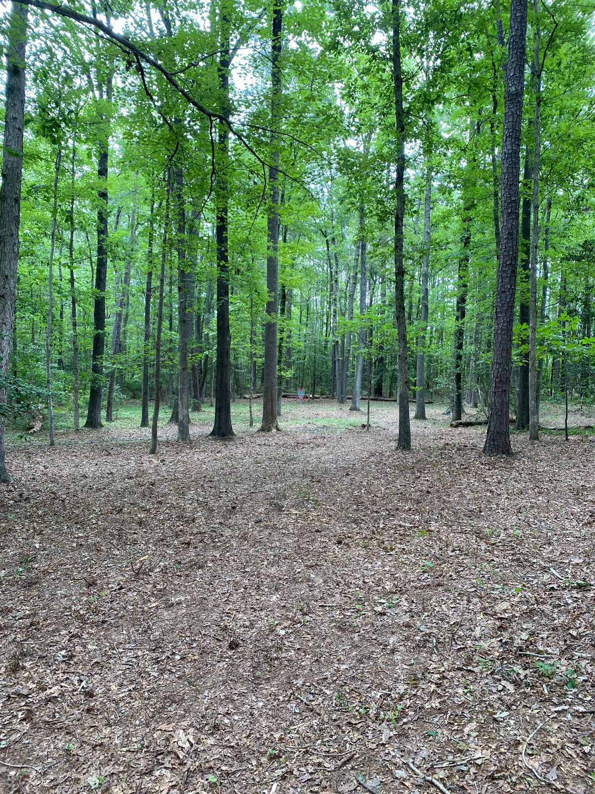 Hole 9 long green
