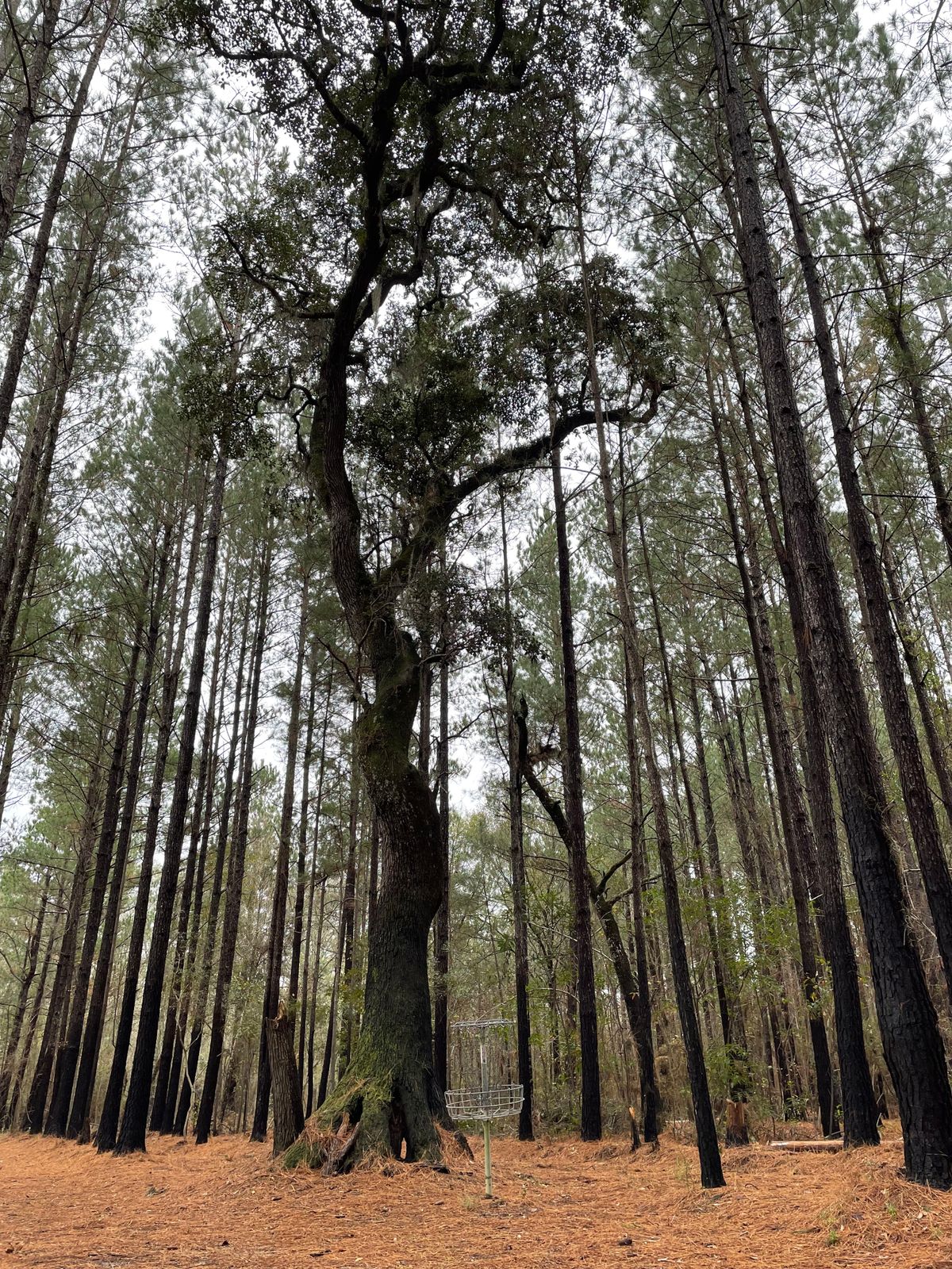 The trees are gorgeous.