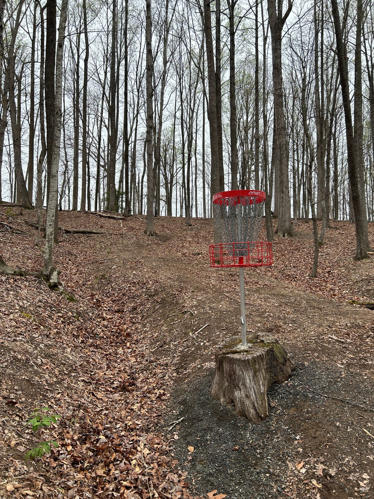 Backside of hole 15, back toward tee