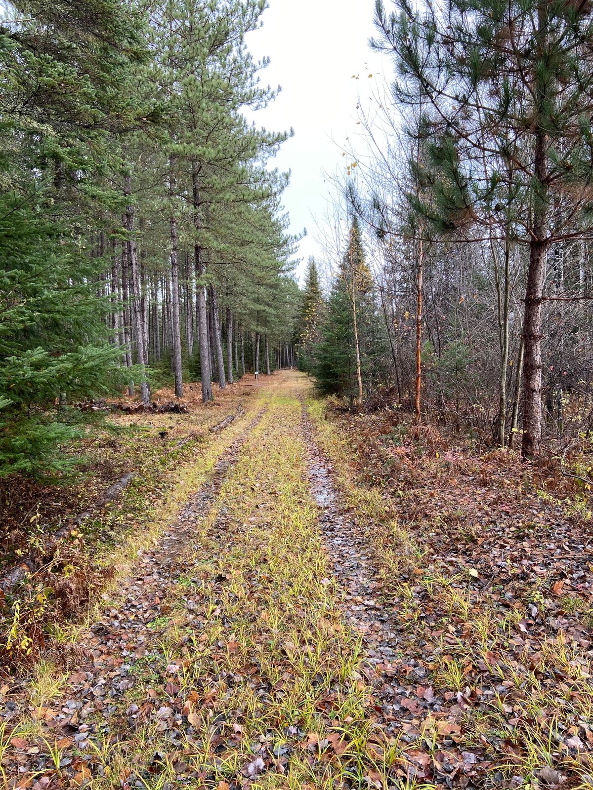 Fairway 4