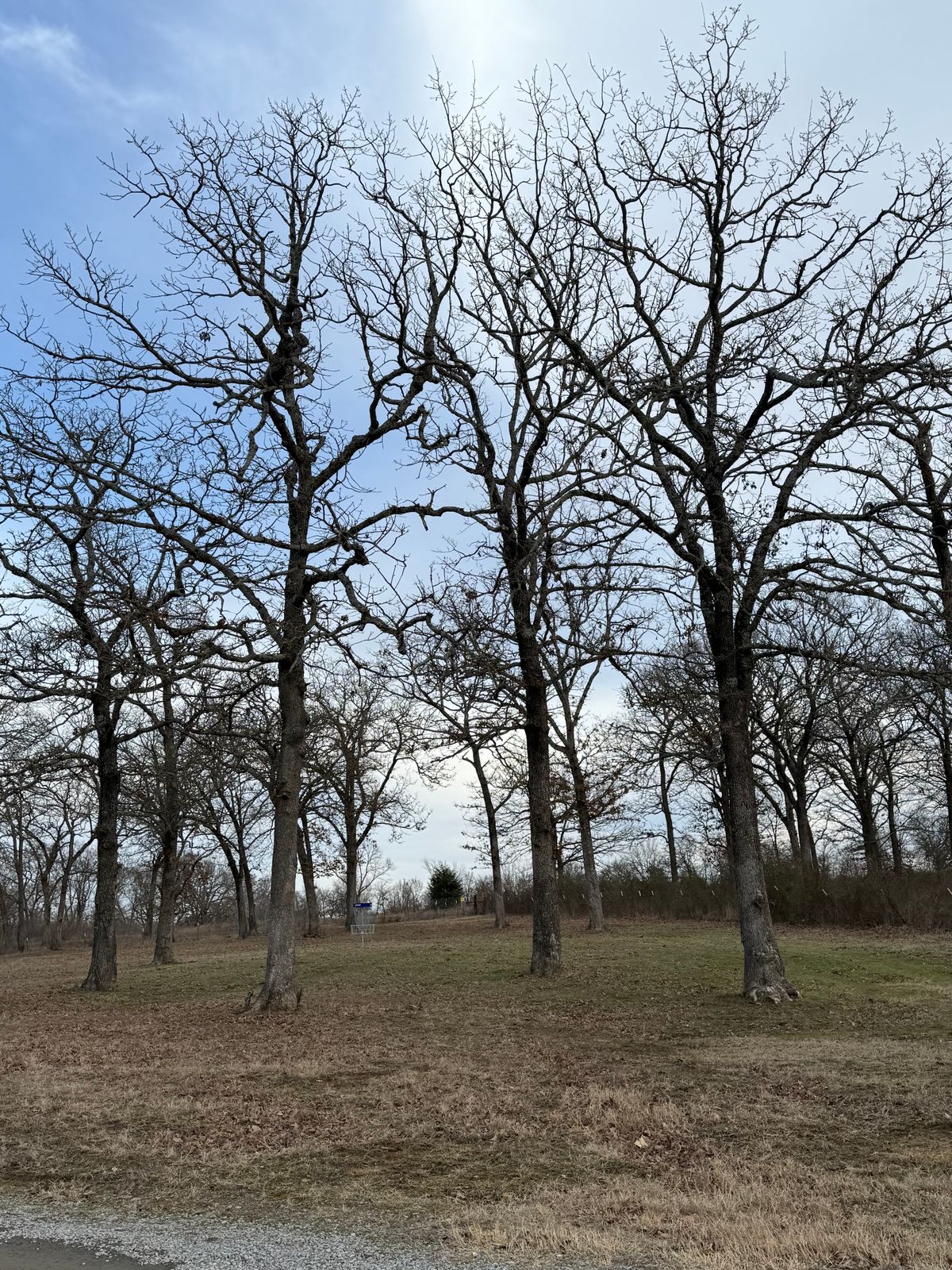 Hole 5 (Longs) Basket