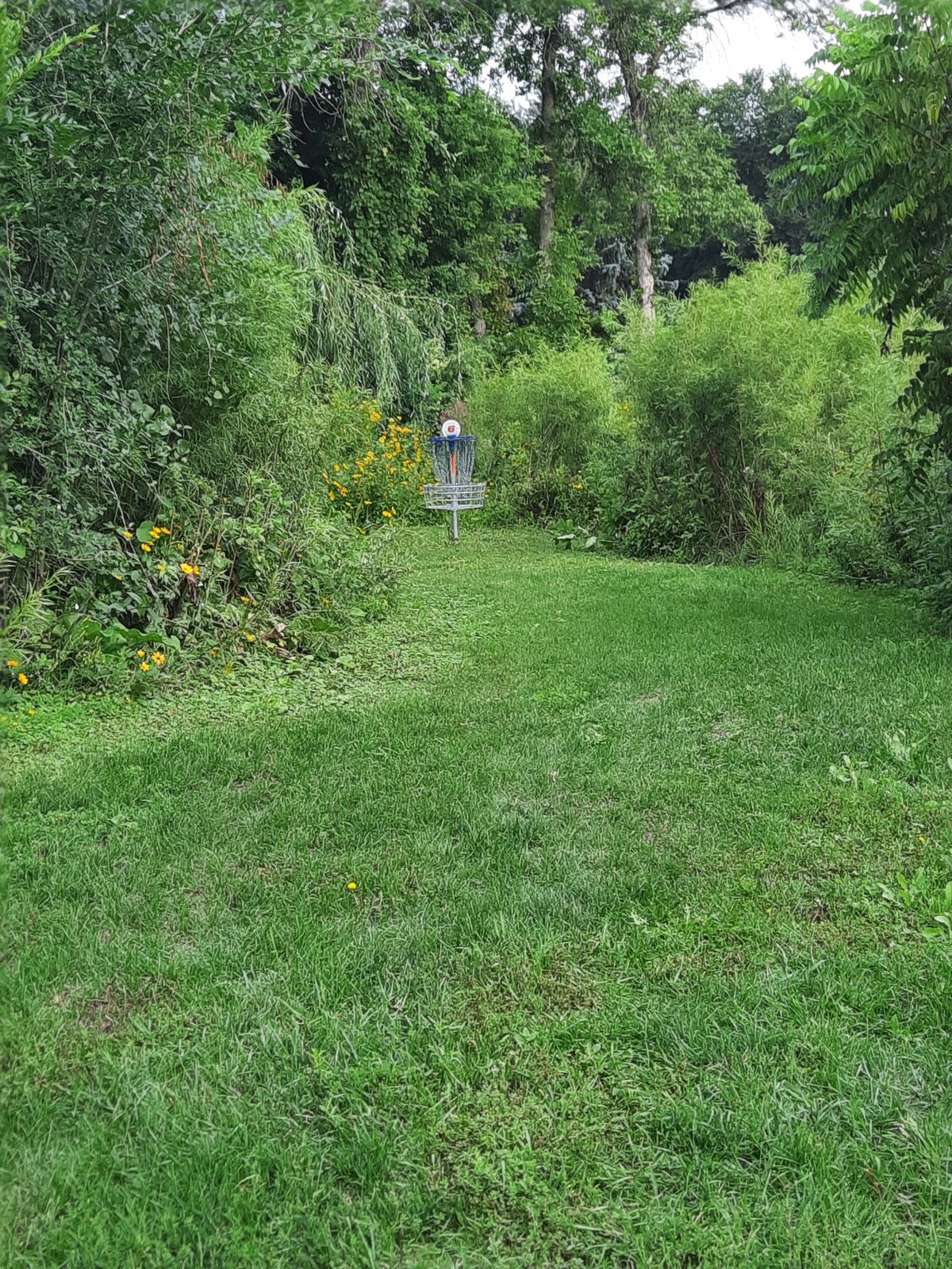 #6 tucked back into a pile of reeds,  weeds,  and trees