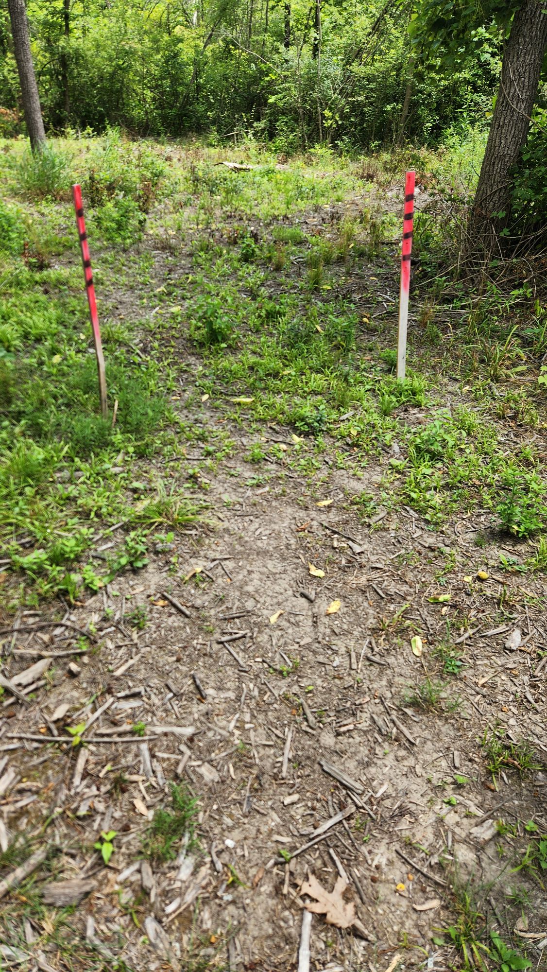 Hole 6 tee