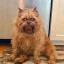 shaggy9311