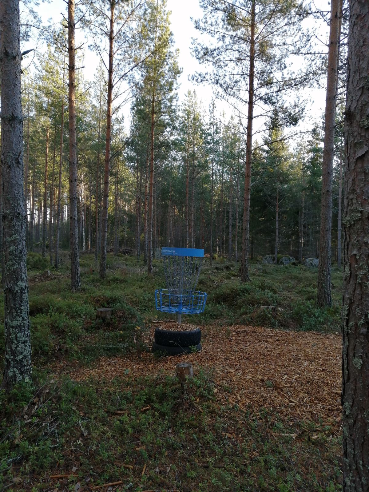 11. Väylä