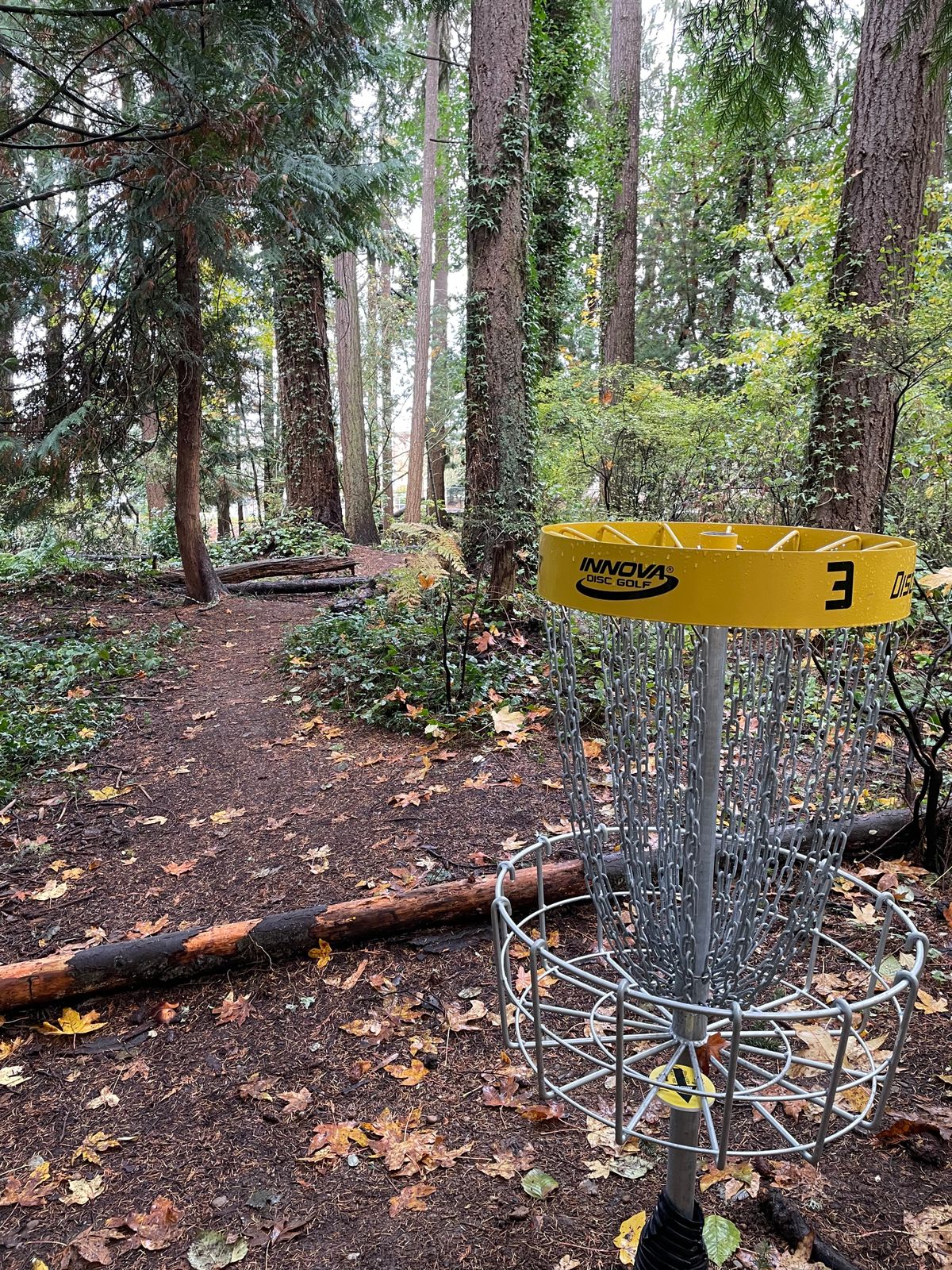 Looking back at the tee 🌲🌲