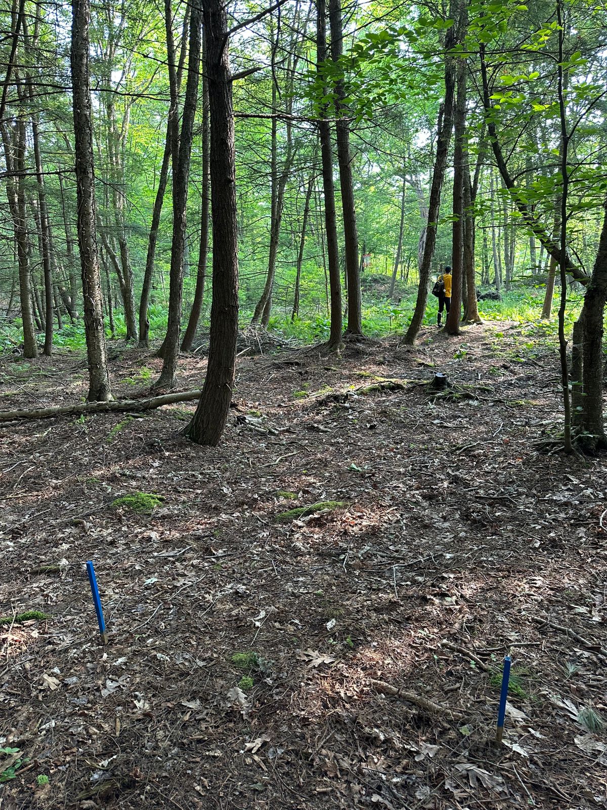 Hole 5 “The Mound” Blue Tee