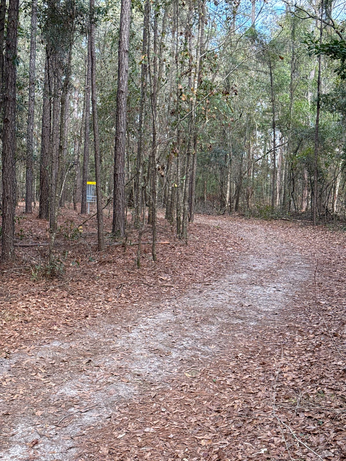Hole 11 approach to basket
