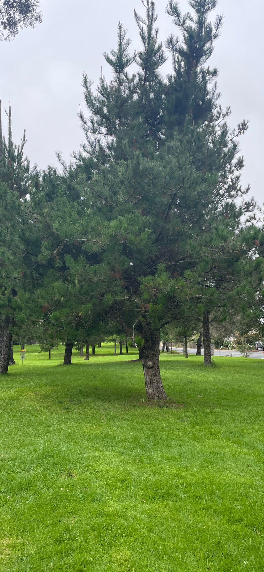 Lost my disc up in this tree on hole #4, name/# on back, please return $$reward