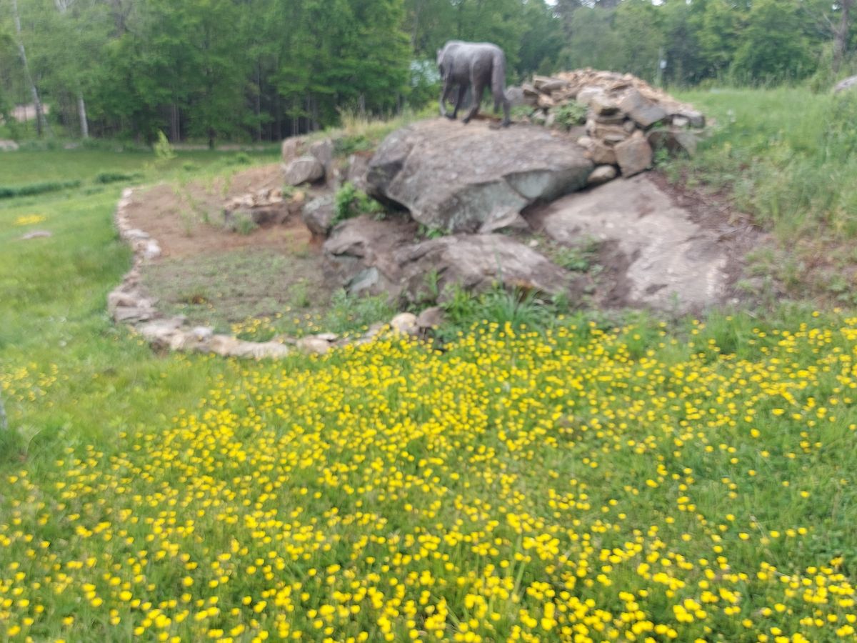 🌼🐺🌼🐺🌼