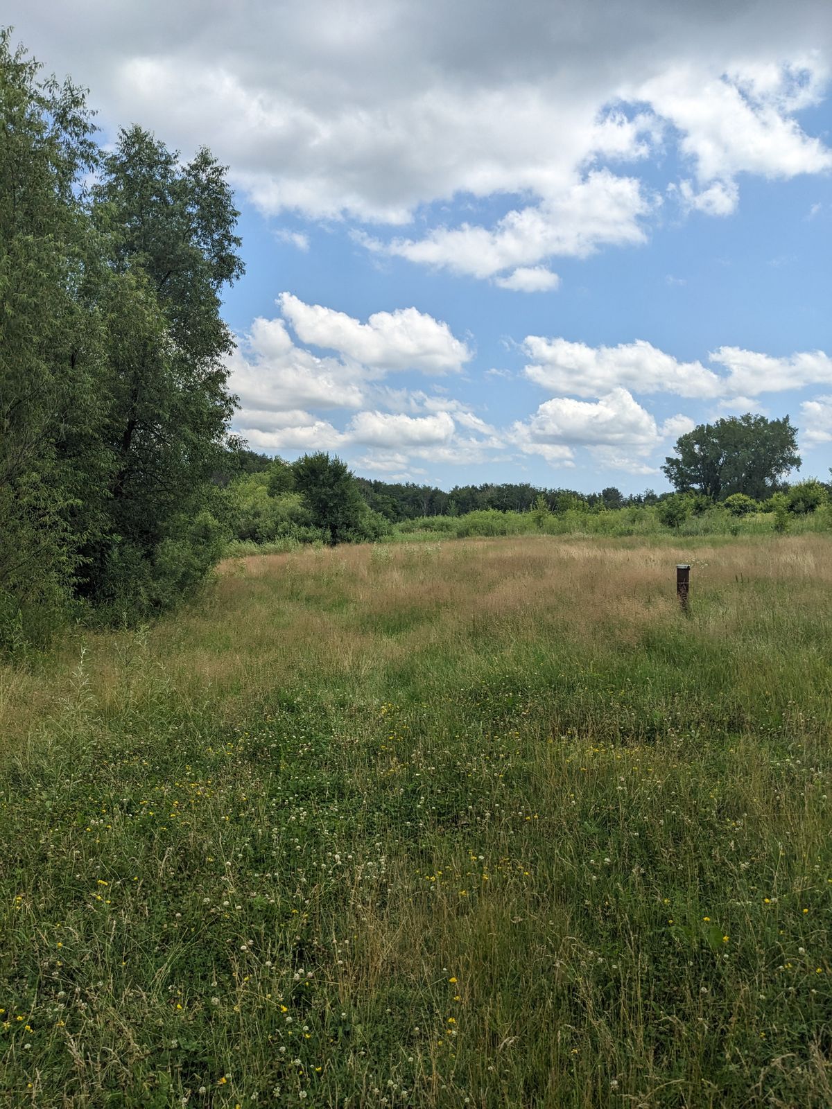This is the "fairway" of hole 5 long tee. Unbelievable neglect.