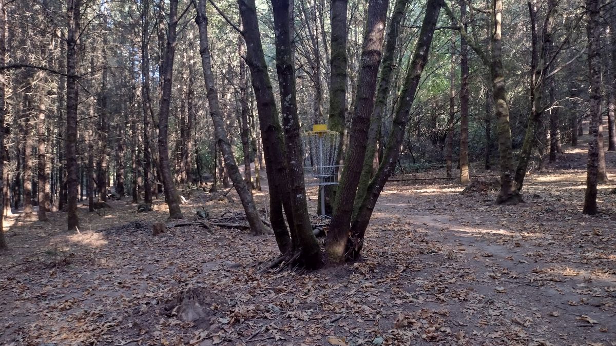 Short alternate 5 Basket, Safari for others.
