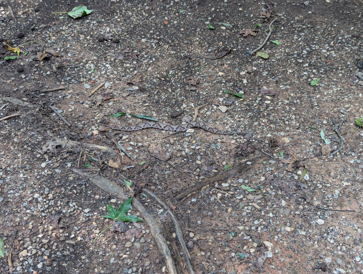 Copperhead found on hole 7