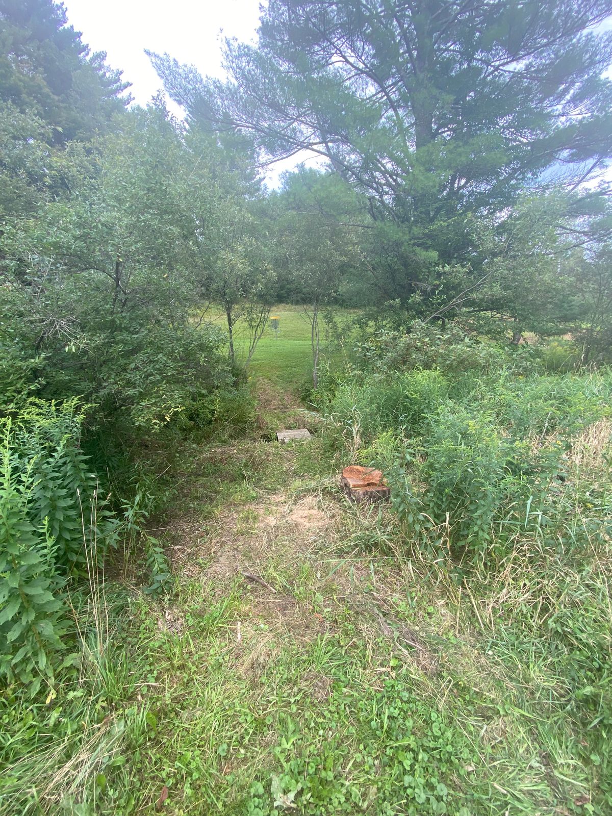 Path between 11 Basket and 12 tee box