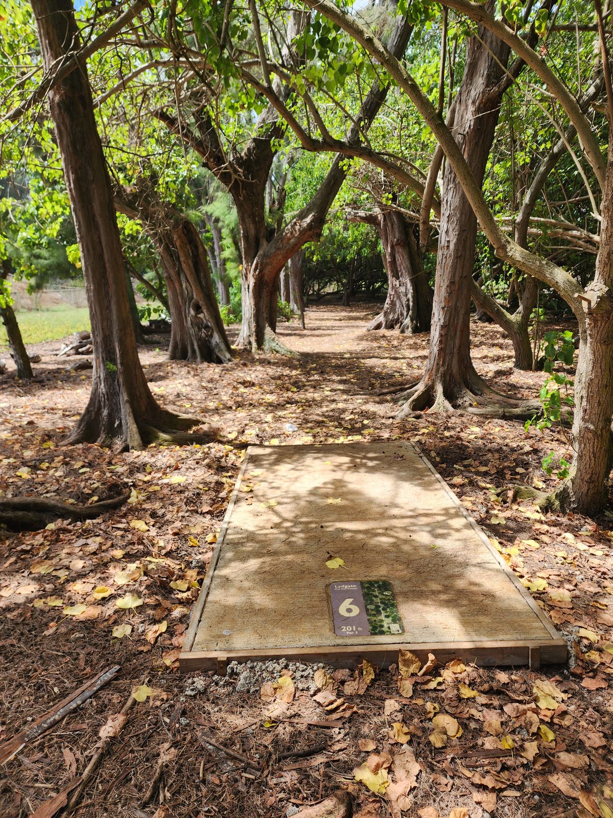 6th tee