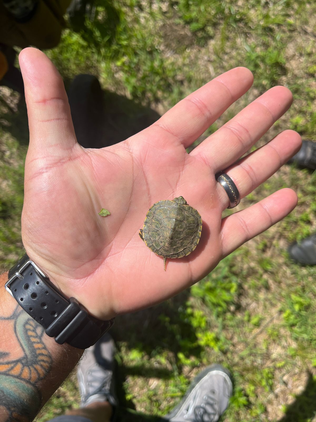 Baby turtle