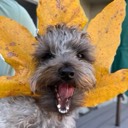 User avatar image
