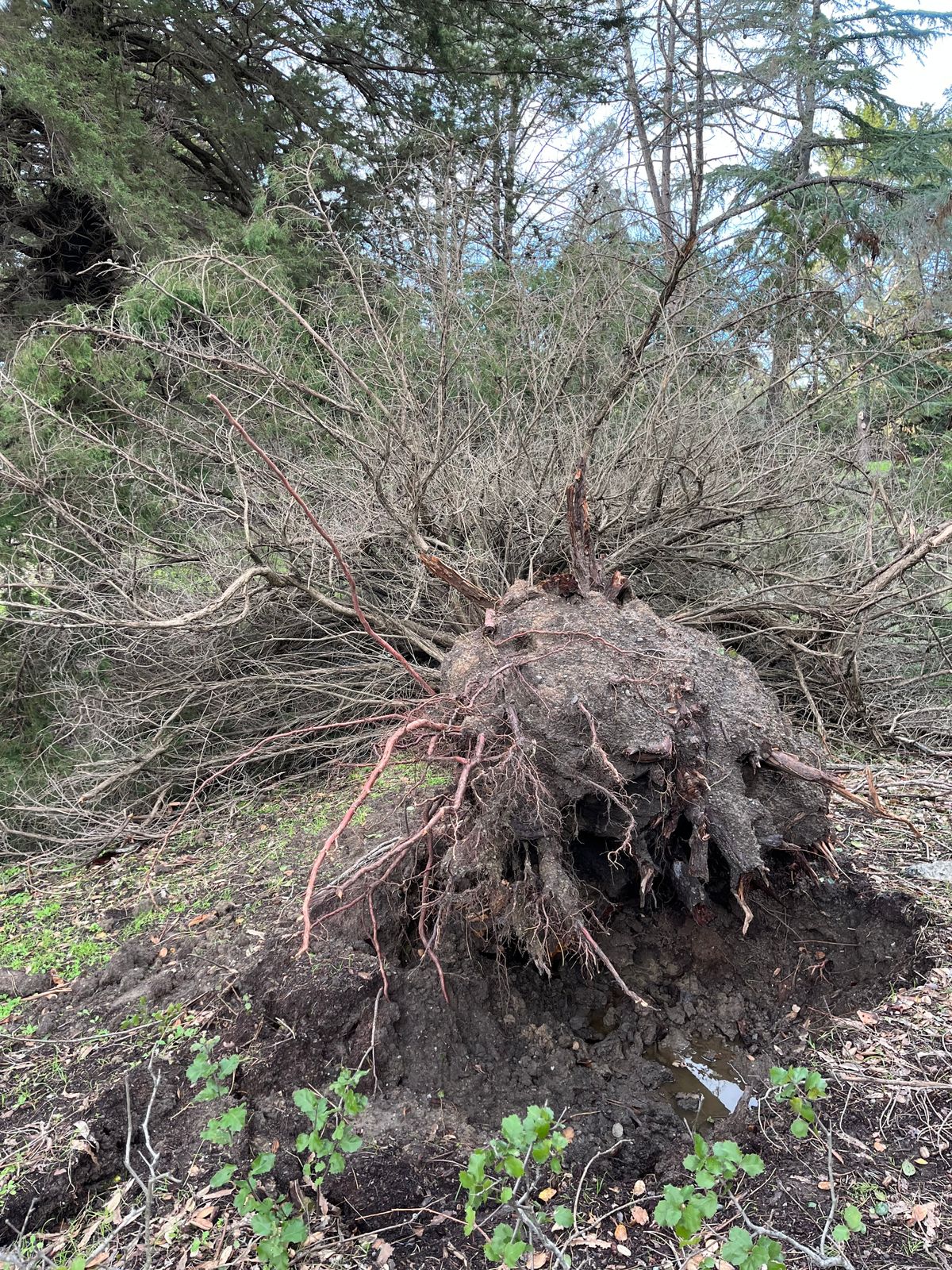 Fallen tree on hole #4.