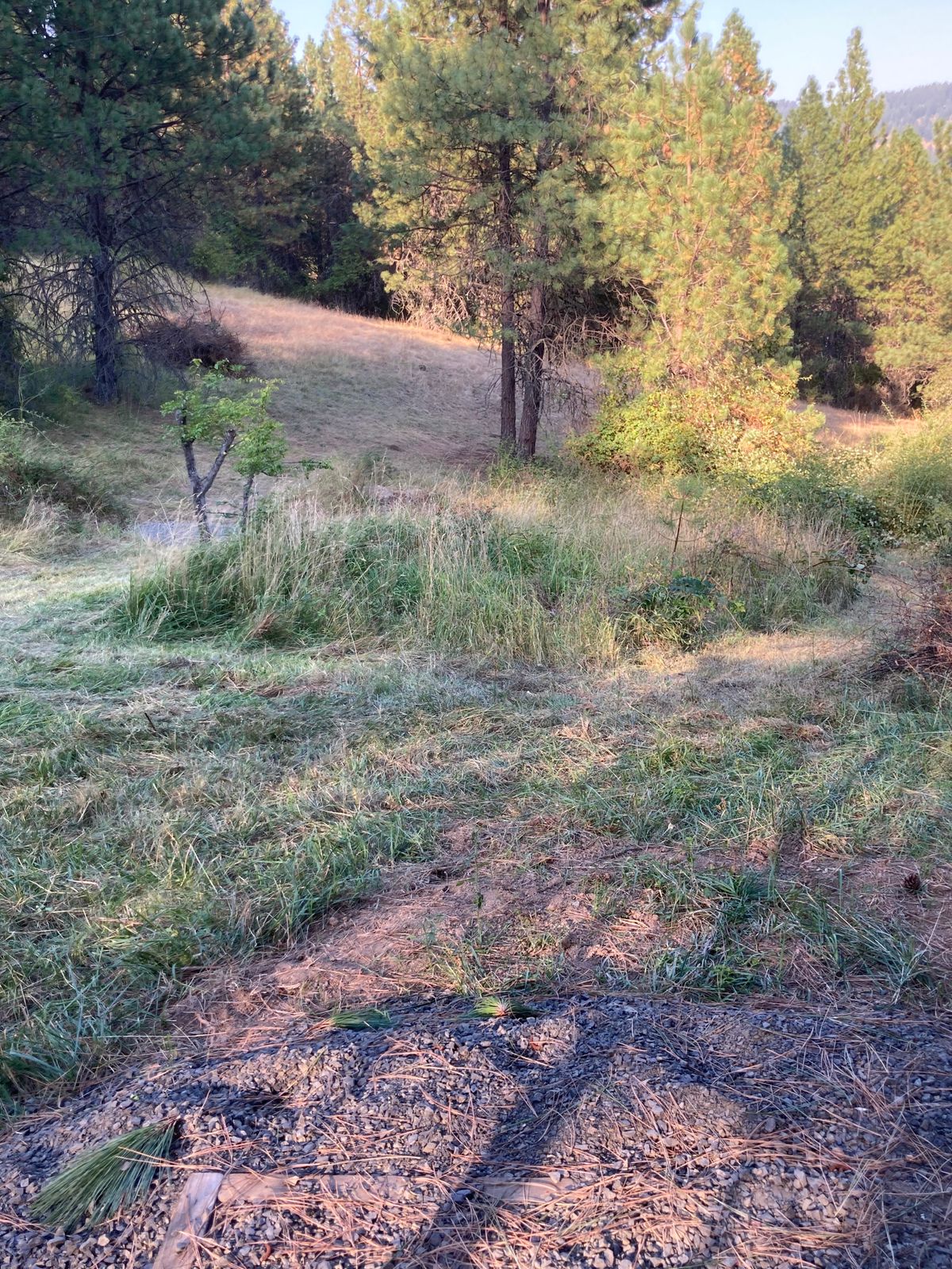 Hole 5.  Cleaned up the main fairway and started a path down the ‘advanced’ fairway.