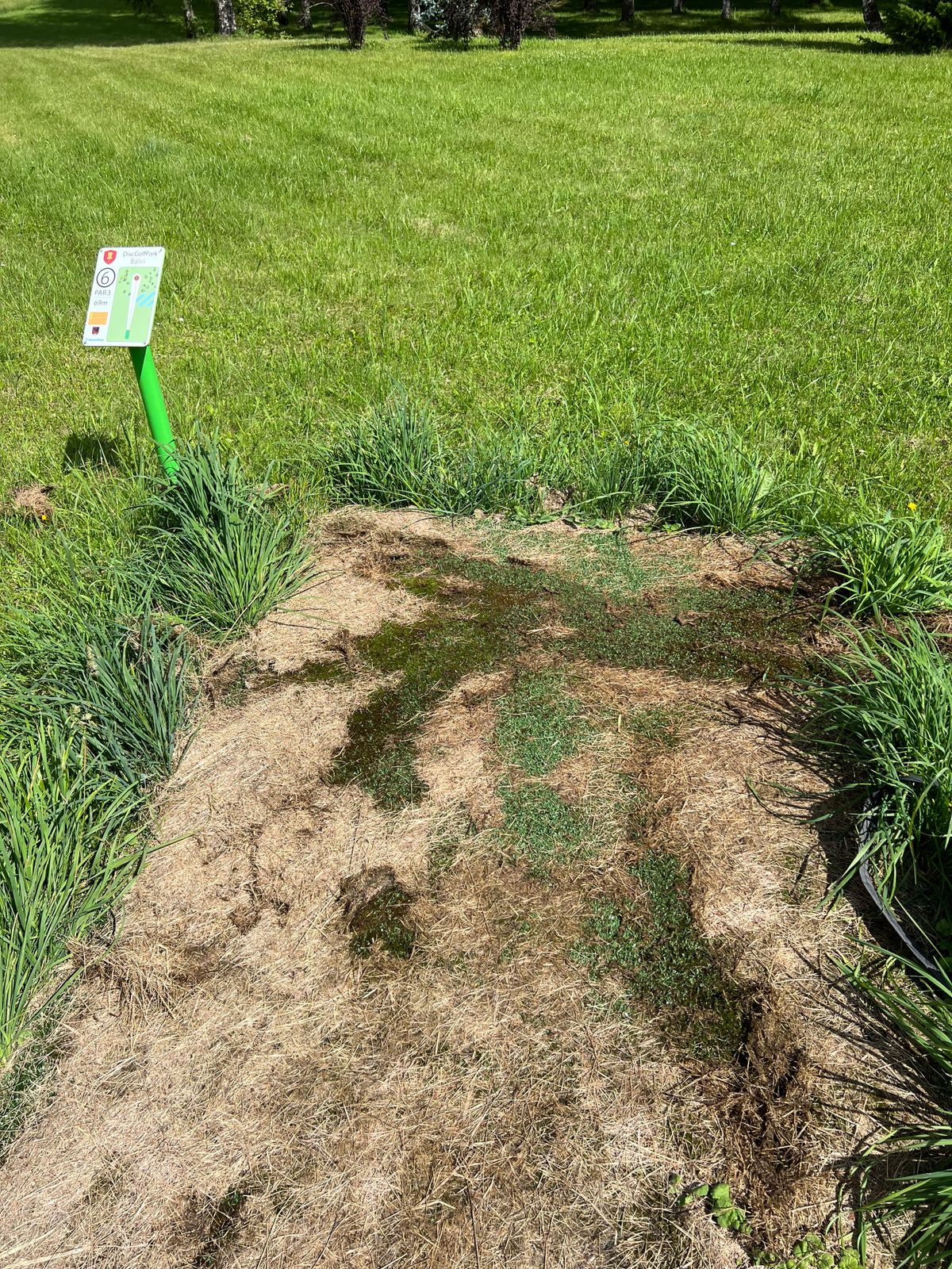 Some tee pads with dried grass.