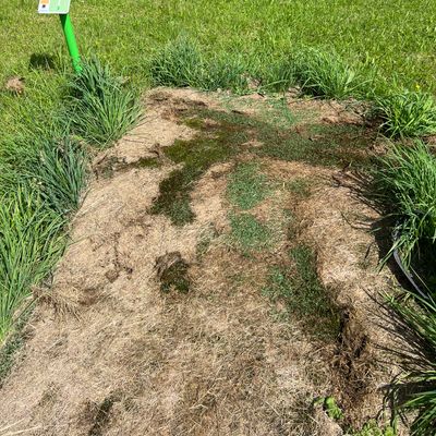 Some tee pads with dried grass.