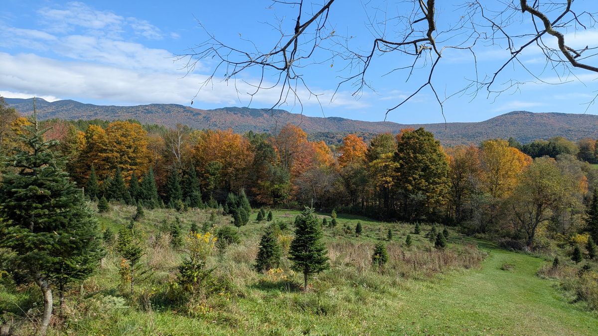Hole 17 over the trees to the rock.