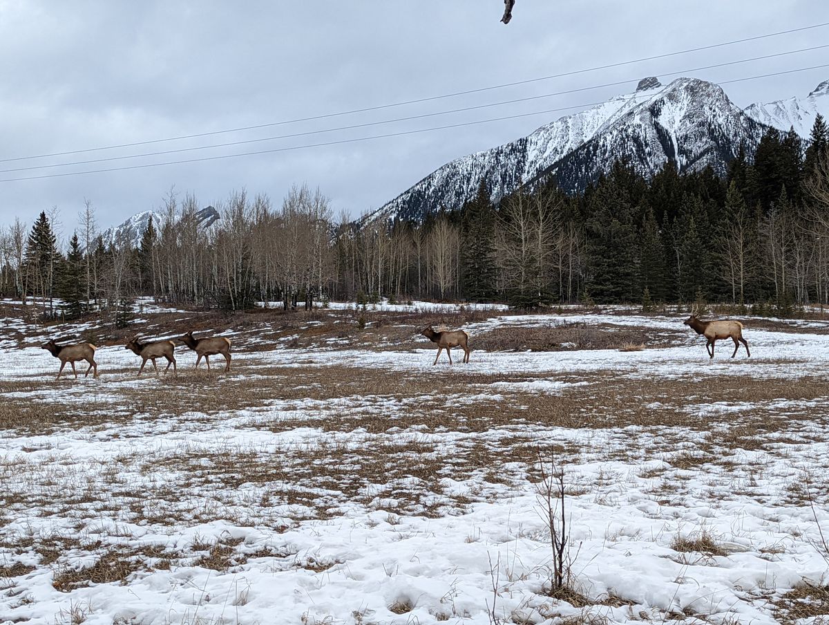 Wildlife aplenty hole 1/13