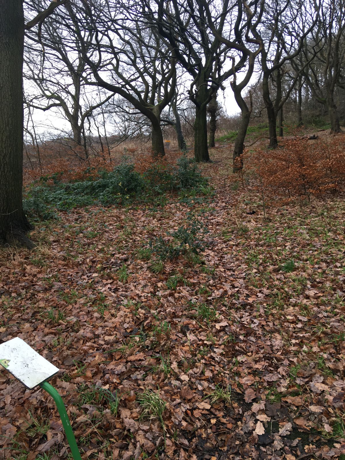 Main Hole 3 - Four Stump Hole 2