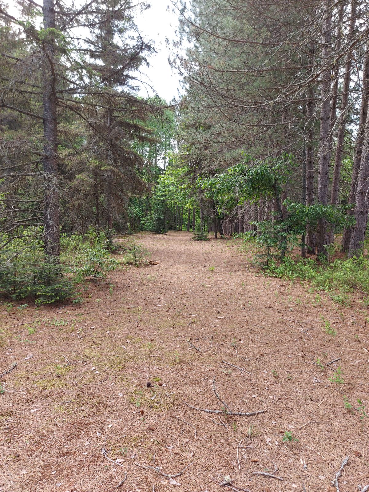 Short approach on hole 16. 🌲🌲🌲🌲