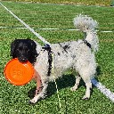 stabijdisc