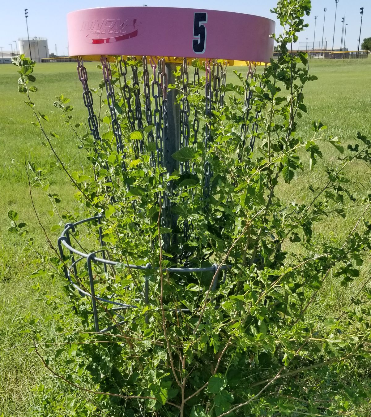 Hole 5 has 2 trees growing through it...