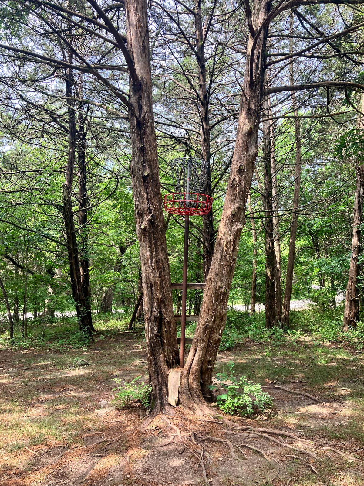 Super raised basket!