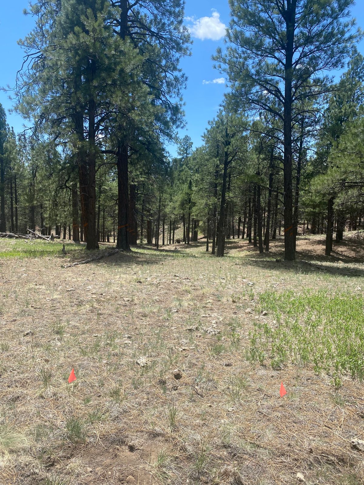 Hole 6. Straight shot with target being low stump on the edge of the hill