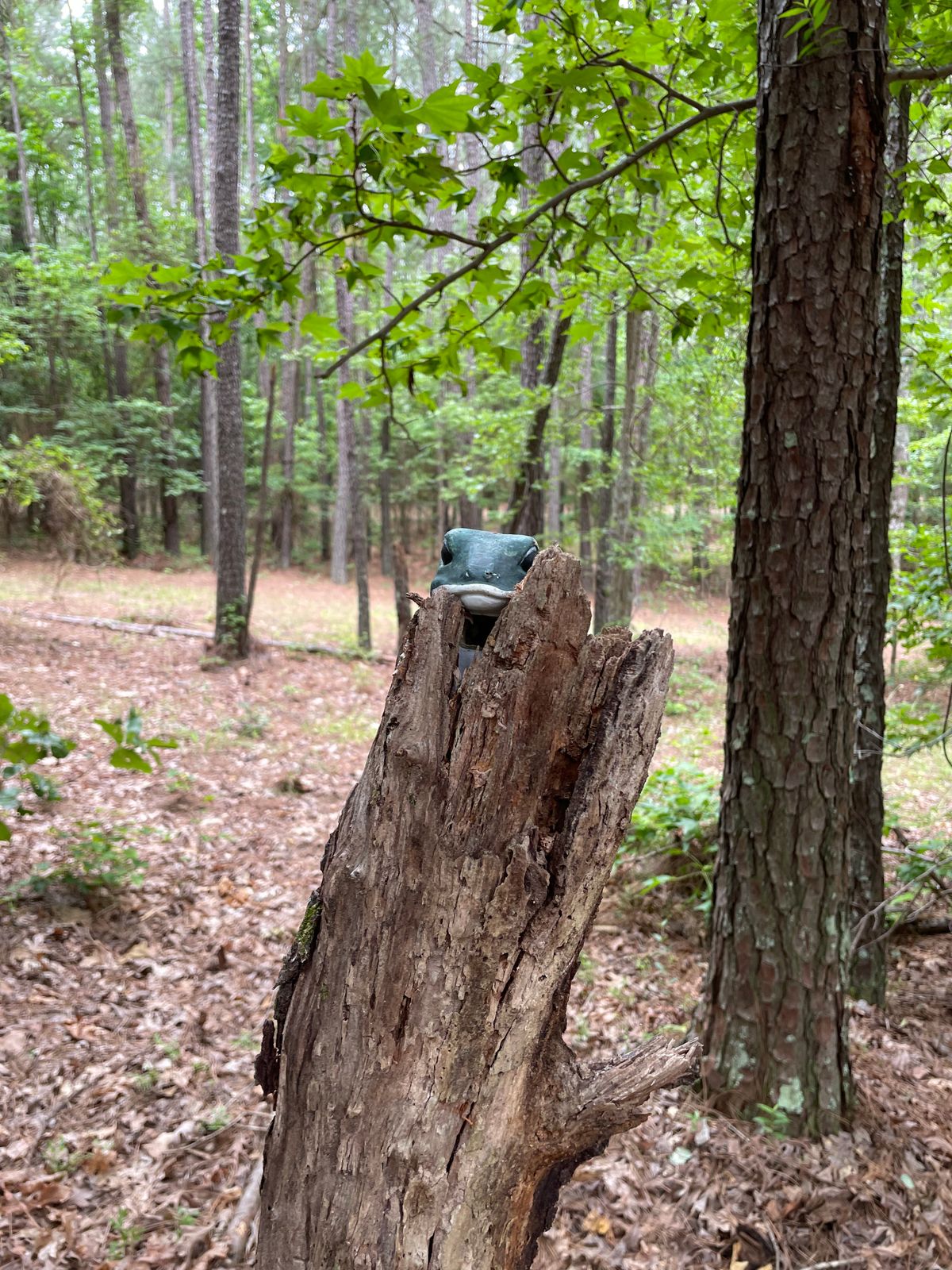 Peek a boo!