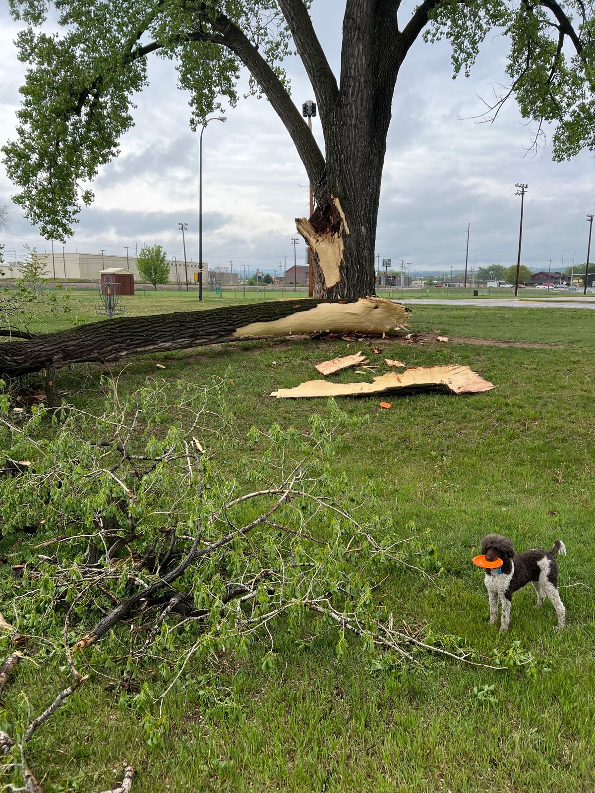 You See what happens when you hit a tree too hard?